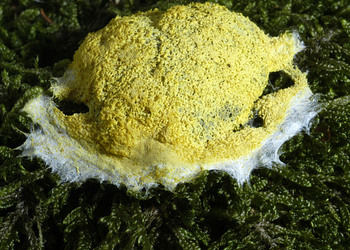 Gelbe Lohblüte (Fuligo septica var. flava) - © Heinz Prelicz